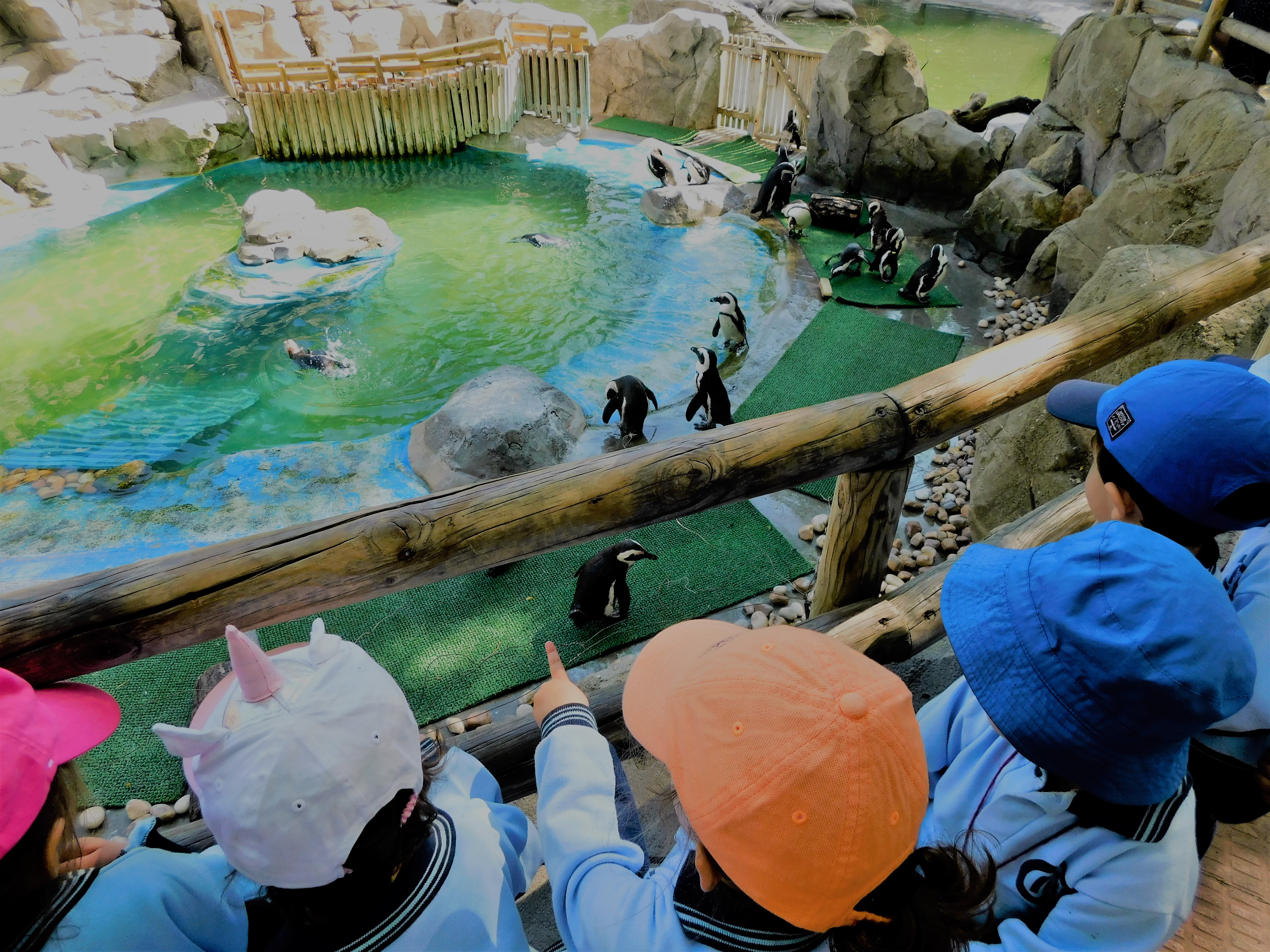 Grupo de niños en excursion observando a los Pingüinos